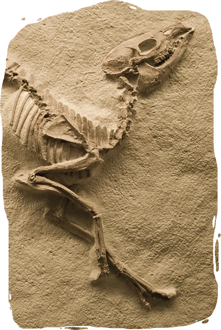 fossil