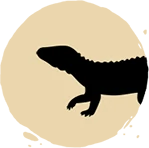adamantinasuchus